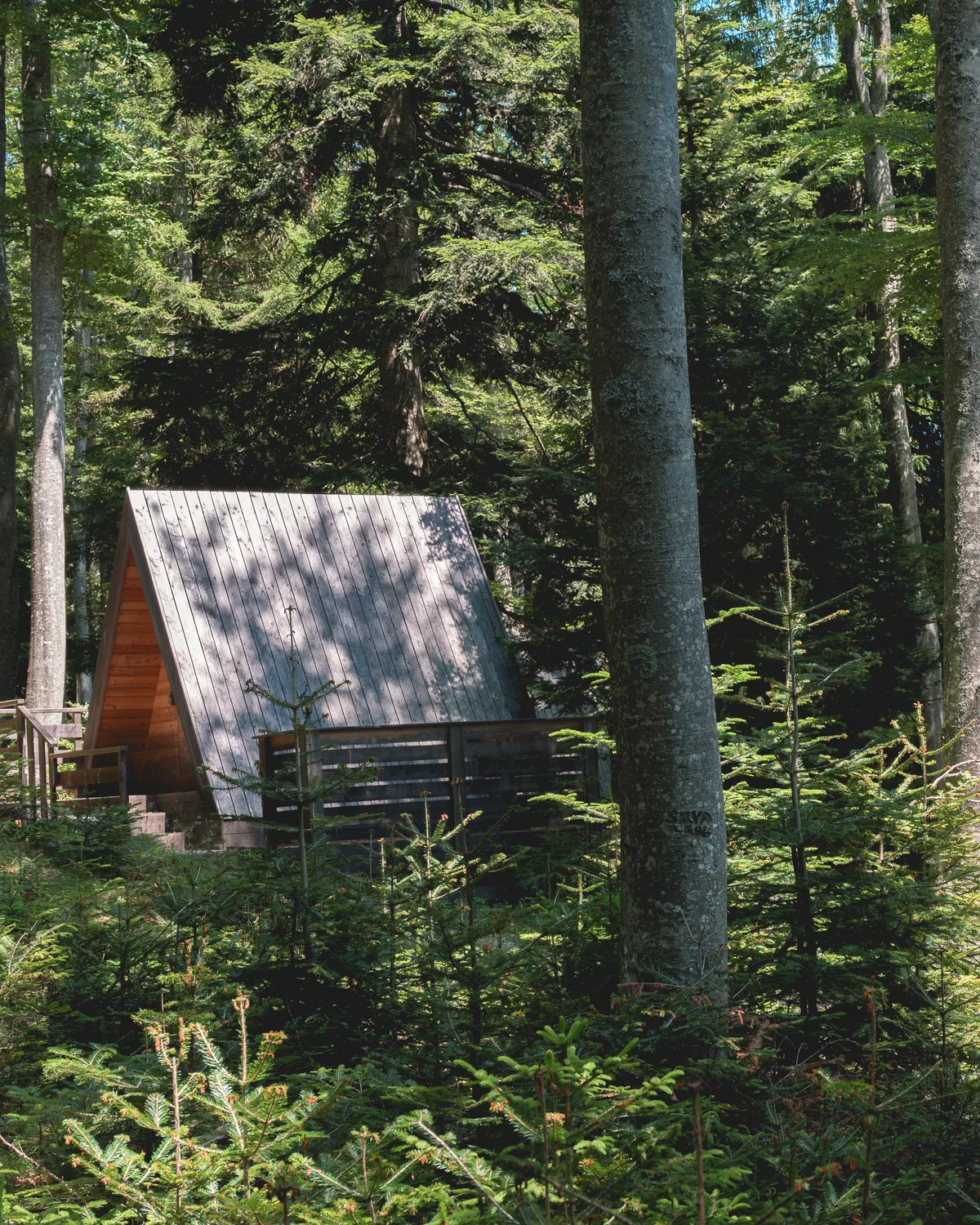 The Woods cabins tucked among tall Pohorje forest trees